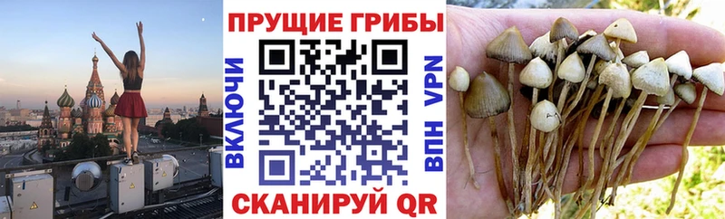купить   Артёмовск  Галлюциногенные грибы мицелий 